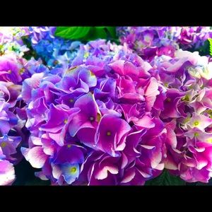 Meet your Posher, Lauar